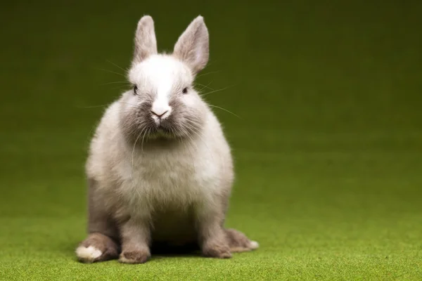 Green background and bunny — Stock Photo, Image
