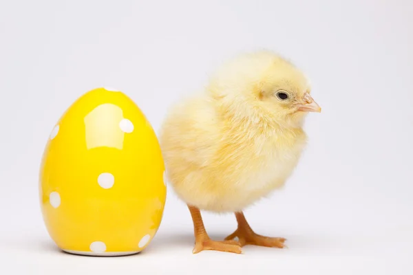 Glad påsk, chick — Stockfoto