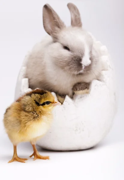 Кролик і ціпонька, Великодня рамка — стокове фото