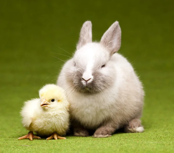 Bunny och chick, påsk ram — Stockfoto