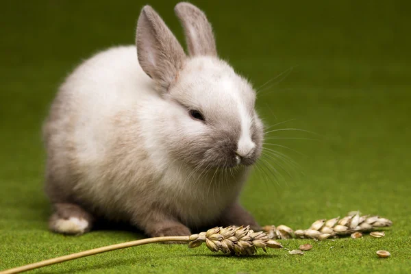 Cute baby bunny — Stock Photo, Image