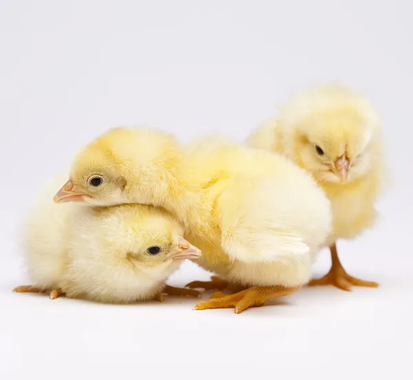Påske unge kylling - Stock-foto
