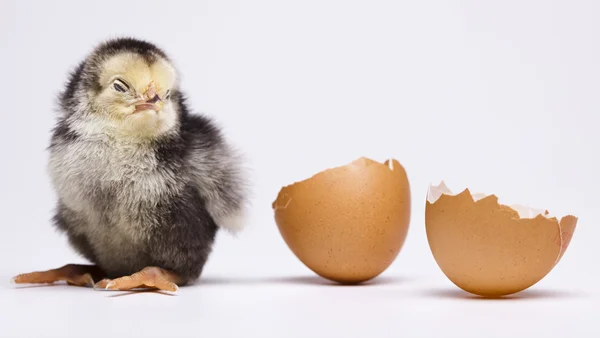 Pasen jonge chick — Stockfoto