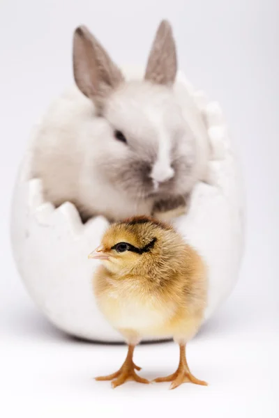 Bunny and chick, Easter frame — Stock Photo, Image