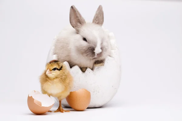 Bunny and chick, Easter frame — Stock Photo, Image