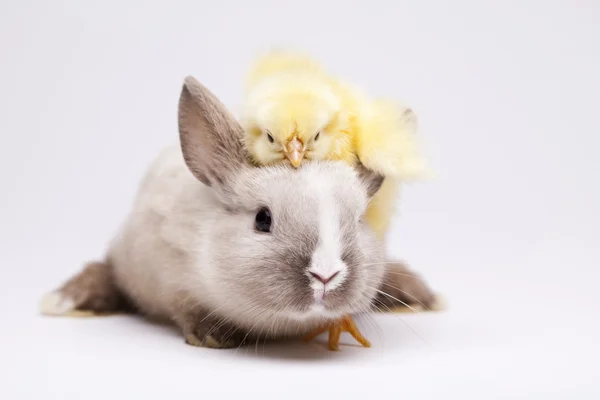 Szczęśliwe Wielkanoc zwierzę — Zdjęcie stockowe