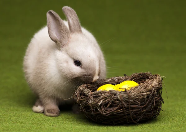 小兔子、 复活节 — 图库照片