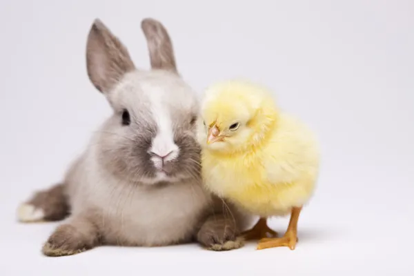 Kanin på chick — Stockfoto