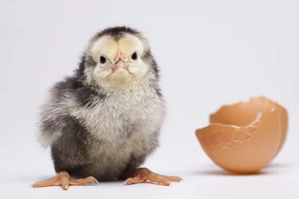 Kuřátka a vejce — Stock fotografie