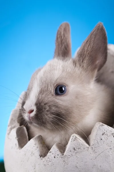 Kleiner Hase, Ostern — Stockfoto