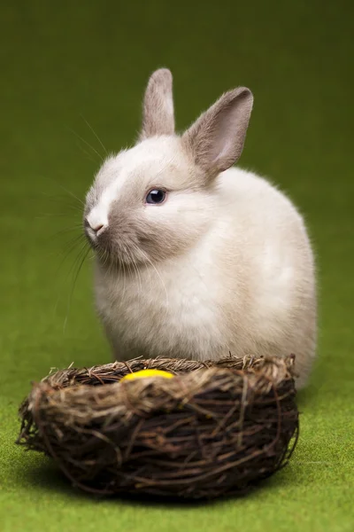 Malý zajíček, Velikonoce — Stock fotografie