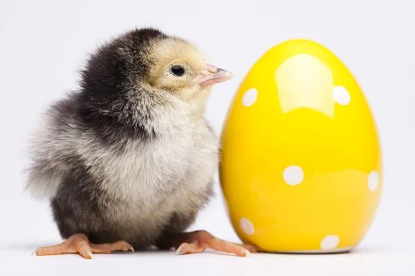 Chick and Egg — Stock Photo, Image