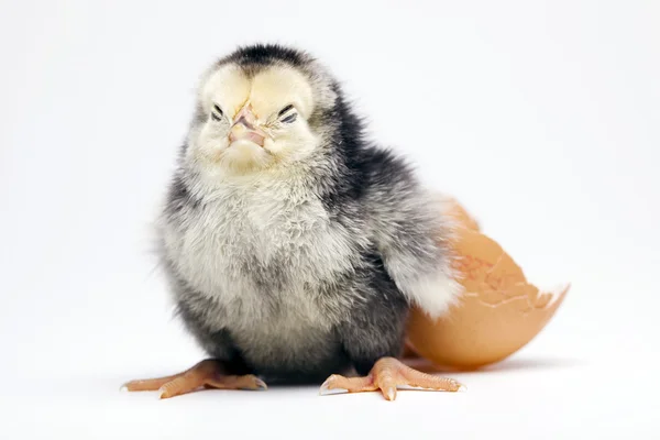 Civciv ve yumurta — Stok fotoğraf