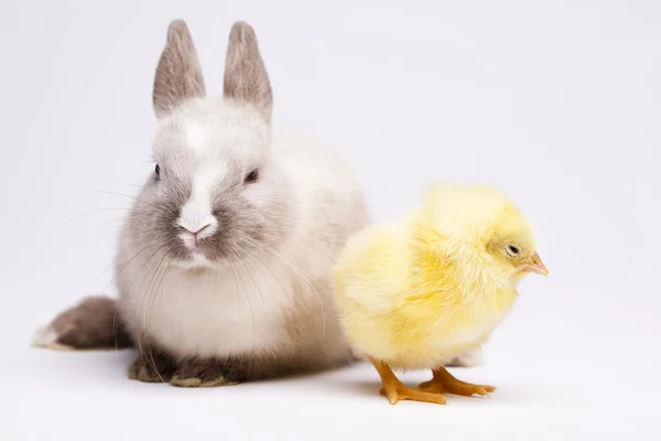 Rabbit on chick — Stock Photo, Image