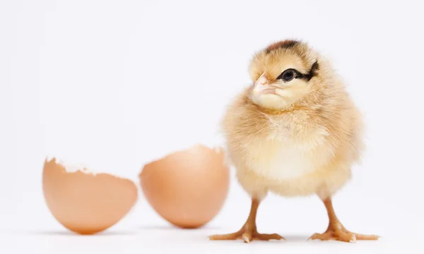 Pulcino e uova — Foto Stock