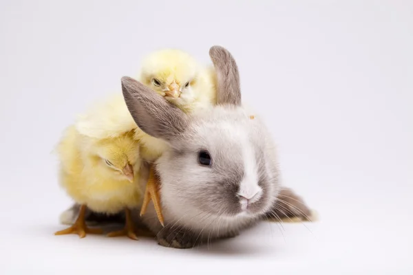 Rabbit on chick — Stock Photo, Image