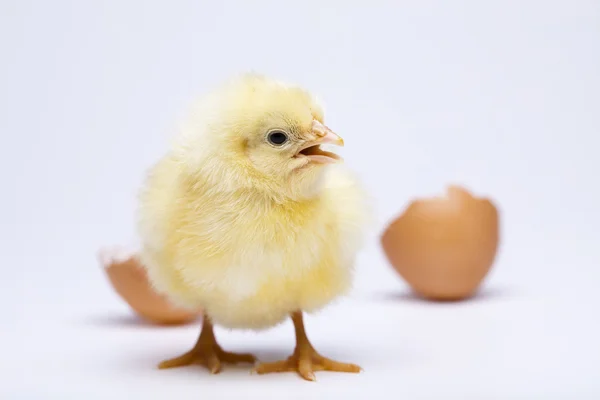 병아리와 계란 — 스톡 사진