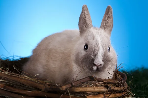 Lille kanin, påske - Stock-foto