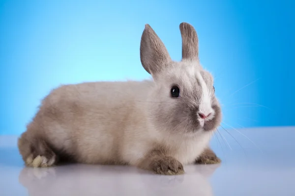 Baby królik, Wielkanoc — Zdjęcie stockowe