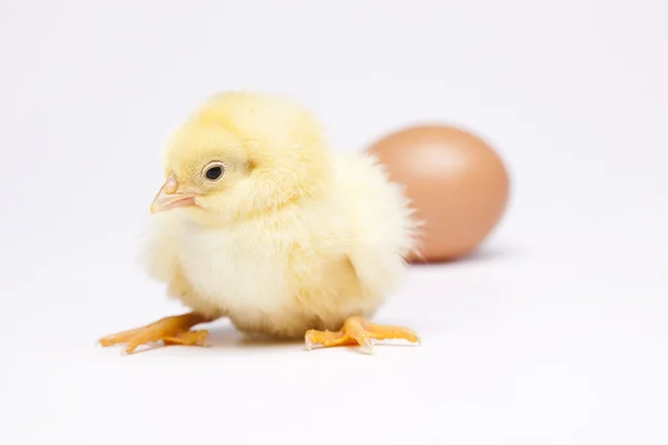 병아리와 계란 — 스톡 사진