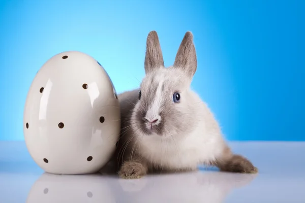 Baby bunny, påsk — Stockfoto