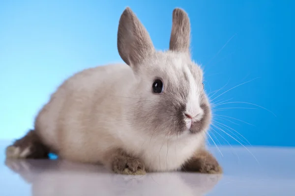 Baby bunny, Húsvét — Stock Fotó
