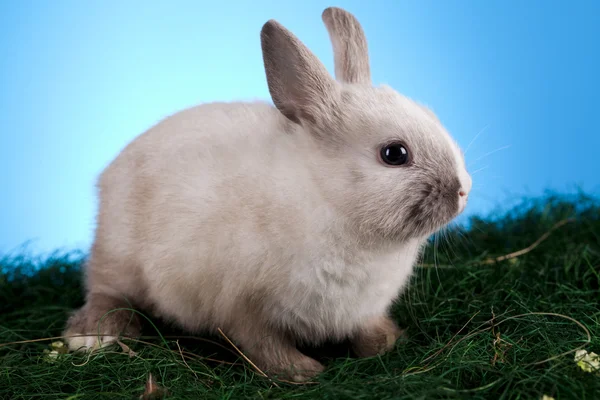 Baby bunny, Húsvét — Stock Fotó