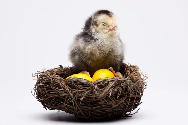 Курица и яйцо — стоковое фото