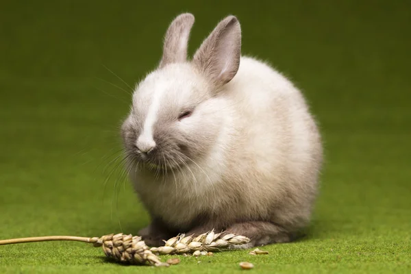 Lille kanin, påske - Stock-foto