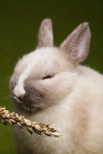 Little bunny, Easter — Stock Photo, Image