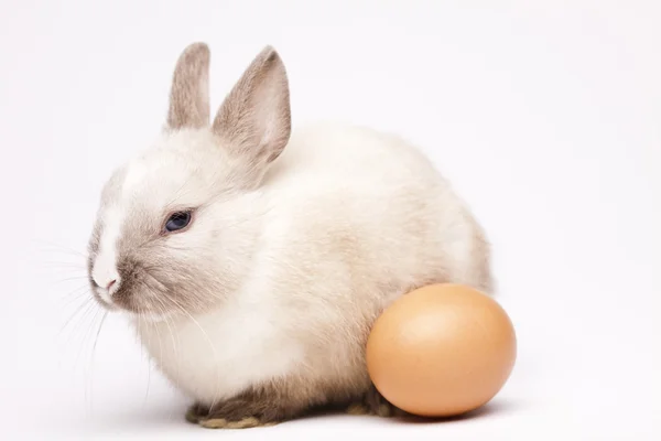 Little bunny, Easter — Stock Photo, Image