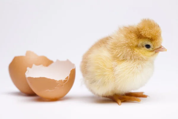 Курица и яйцо — стоковое фото