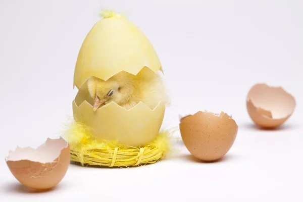 Γκόμενα και αυγό — Φωτογραφία Αρχείου