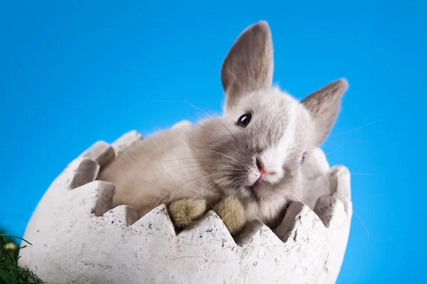 Маленький кролик, Пасха — стоковое фото