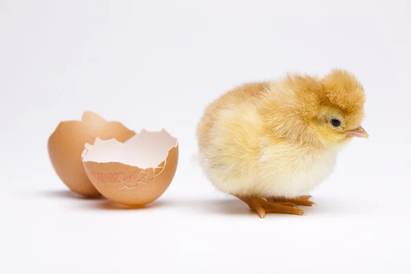 Pulcino e uova — Foto Stock