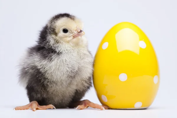 Pollo y huevo —  Fotos de Stock