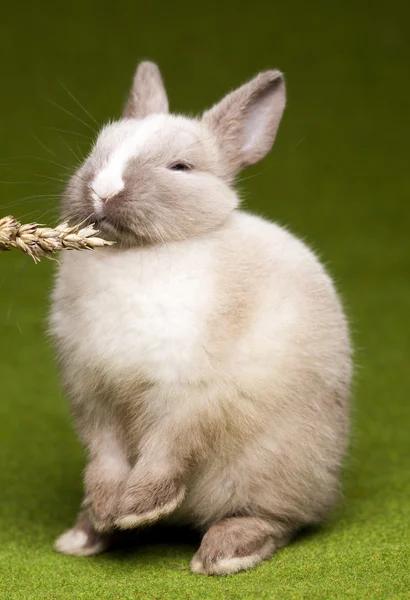 Nyfiken bunny — Stockfoto