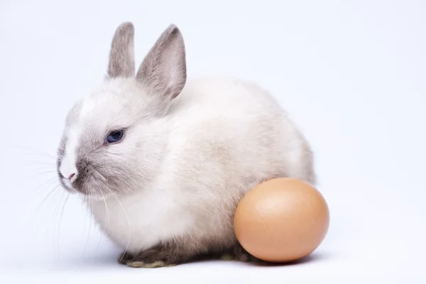 Nyfiken bunny — Stockfoto
