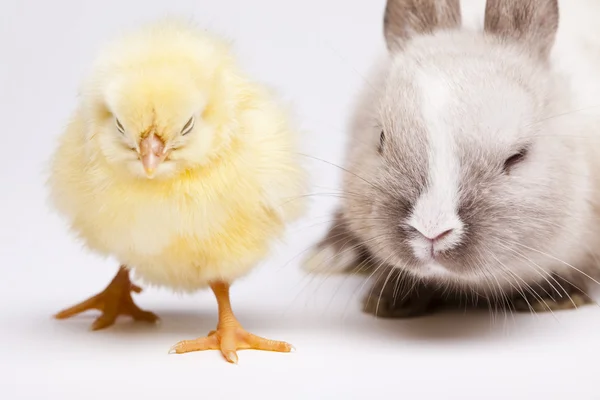 Pintainho de Páscoa e coelho — Fotografia de Stock