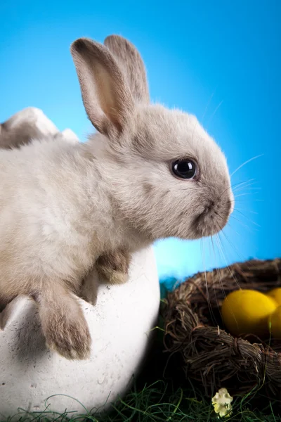 Curious Bunny — Stock Photo, Image