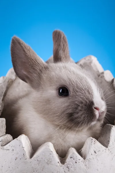 Nieuwsgierig bunny — Stockfoto