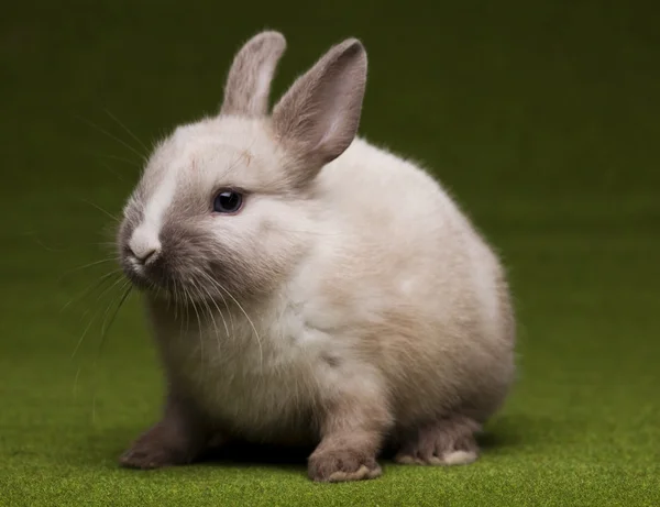 Ciekawy króliczek — Zdjęcie stockowe