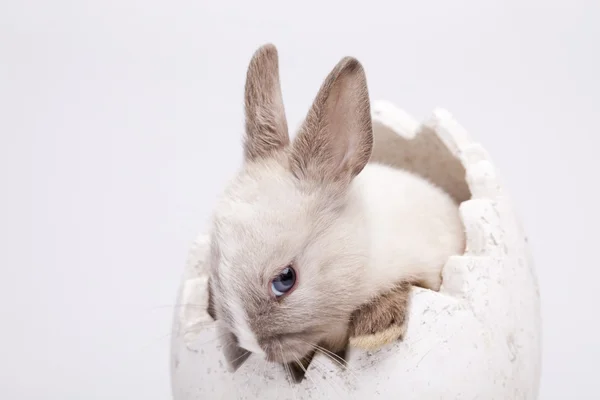 호기심 토끼 — 스톡 사진