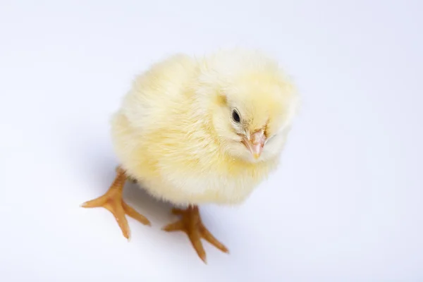 Frohe Ostern, Hühner — Stockfoto