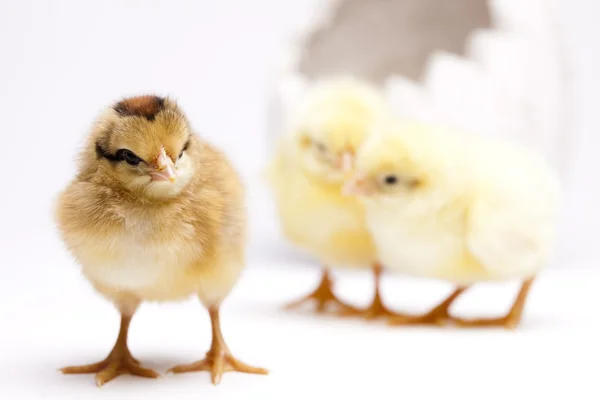 Glædelig påske, kyllinger - Stock-foto