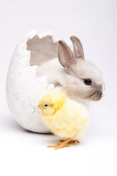 Glad påsk djur — Stockfoto