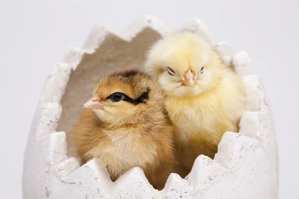 Glad påsk, kycklingar — Stockfoto