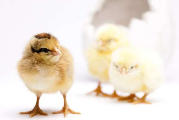 Glædelig påske, kyllinger - Stock-foto