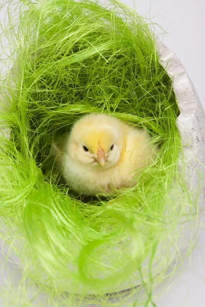 Feliz Pascua, pollos —  Fotos de Stock