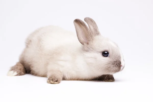 Tavşancık — Stok fotoğraf